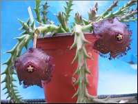 Orbea macloughlinii 